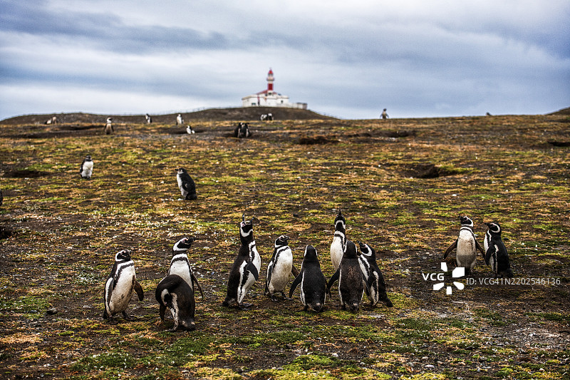 马格兰企鹅（Spheniscus magellanicus）在智利南美洲马格达莱纳岛的企鹅国家公园灯塔前。图片素材