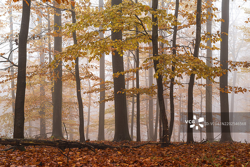 宁静的秋季森林,笼罩在薄雾中,营造出一种安静而神秘的氛围,德国下萨克森州的巴德皮尔蒙特,韦泽山地,欧洲图片素材