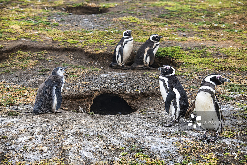 马格兰企鹅（Spheniscus magellanicus）在智利南美洲马格达莱纳岛的企鹅国家公园内。图片素材