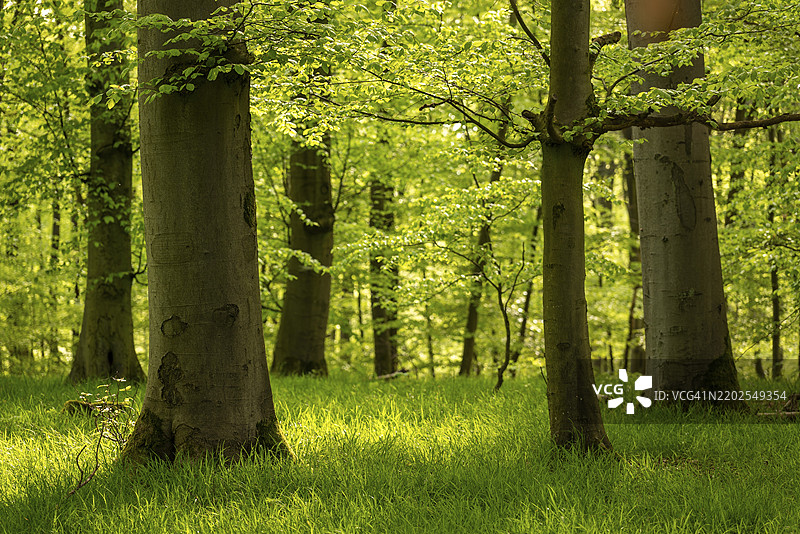 阳光洒满的绿色森林,坚固的山毛榉树干和草坪覆盖的森林地面,德国下萨克森州巴德皮尔蒙特,欧洲图片素材