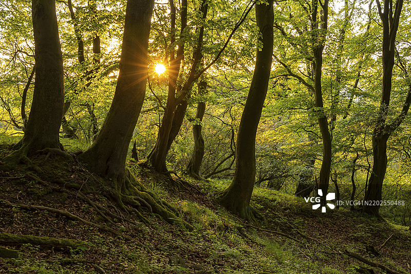 宁静的森林在傍晚的光线中,阳光透过树木洒下,营造出神秘的氛围,德国下萨克森州巴德皮尔蒙特。图片素材