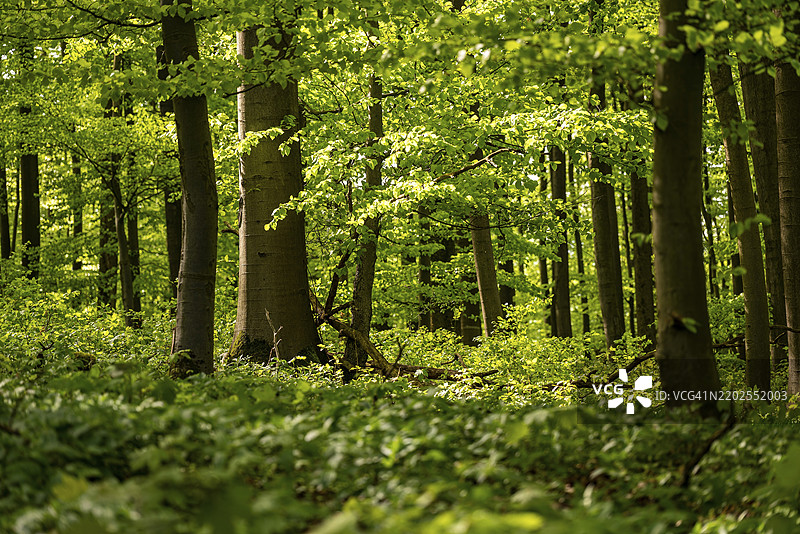 阳光透过树冠洒落在浓密的绿榉树林中，德国下萨克森州巴德皮尔蒙特，欧洲图片素材