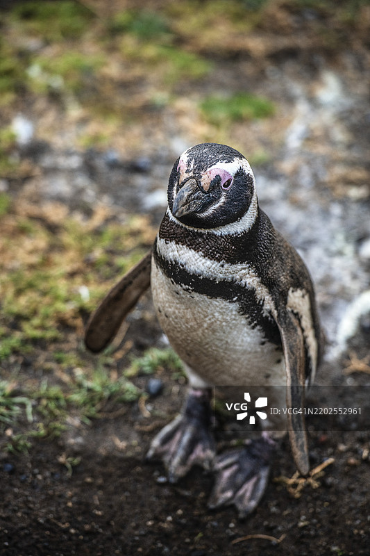 马格兰企鹅(Spheniscus magellanicus)在智利南美洲马格达莱纳岛的企鹅国家公园内图片素材