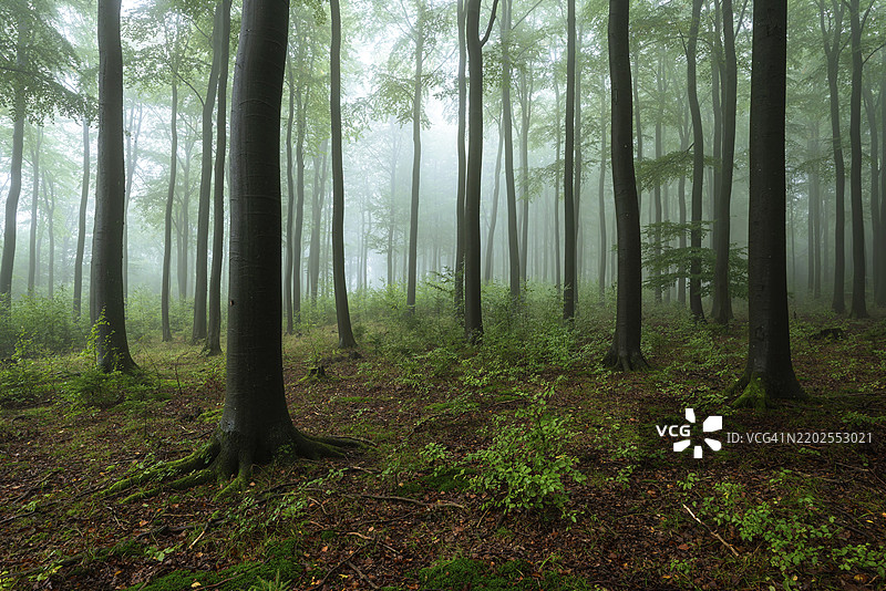 被雾气笼罩的森林,高大的树木,神秘而宁静的氛围,新鲜的空气,开阔的视野,冬堡,埃申布鲁赫,北莱茵-威斯特法伦,德国,欧洲图片素材