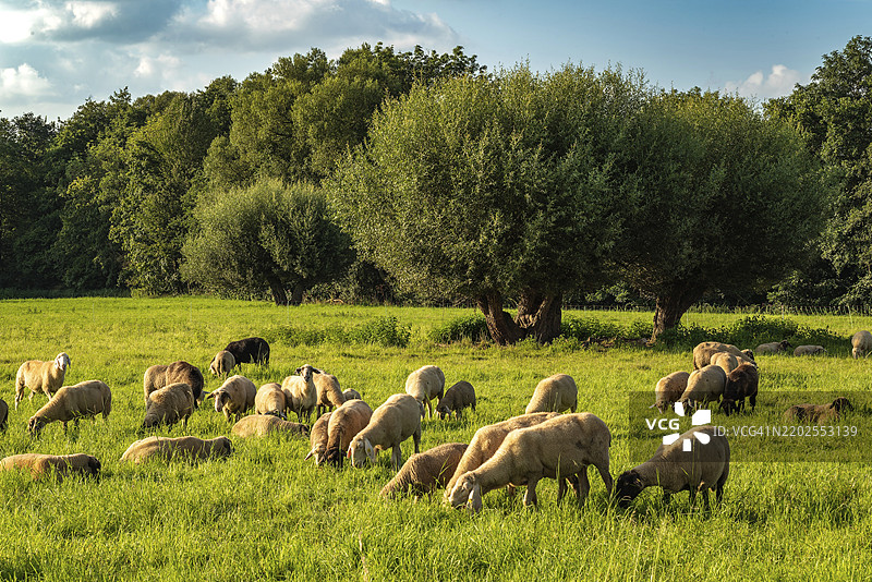 一幅宁静的乡村景象，羊群在绿草如茵的草地上吃草，附近有树木，地点：德国北莱茵-威斯特法伦州的希德。图片素材