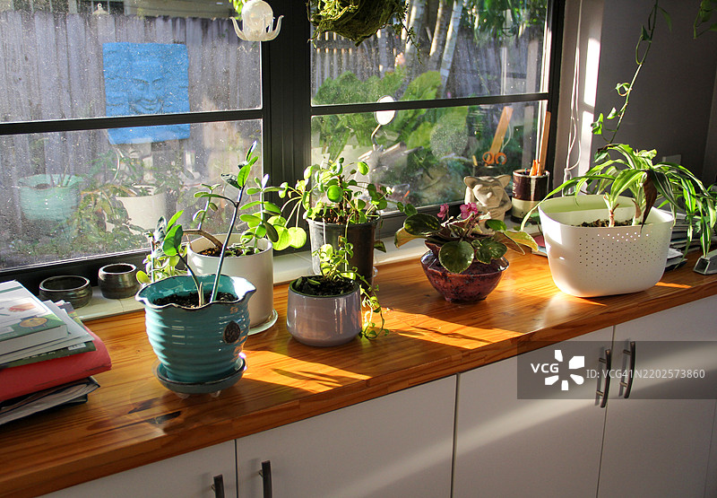 窗边桌子上摆满了盆栽植物图片素材