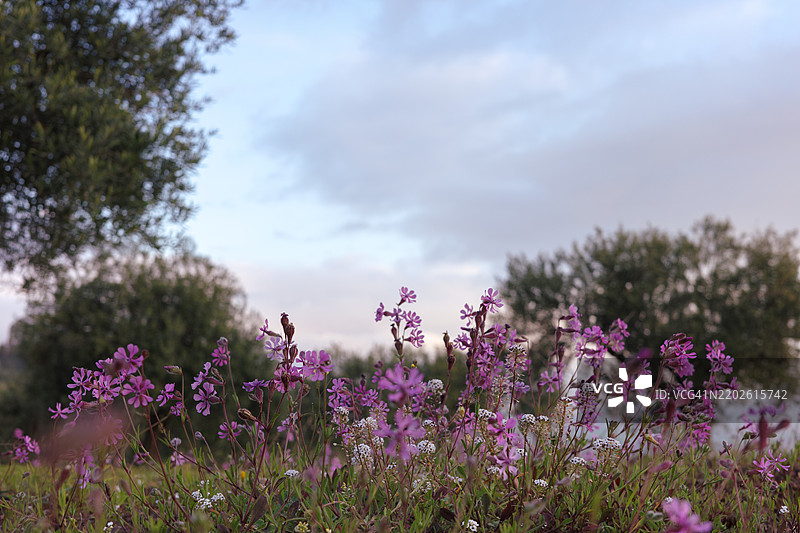 黎明前的天空中盛开的粉色小春花图片素材