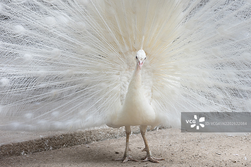 优雅的白孔雀展开羽毛图片素材