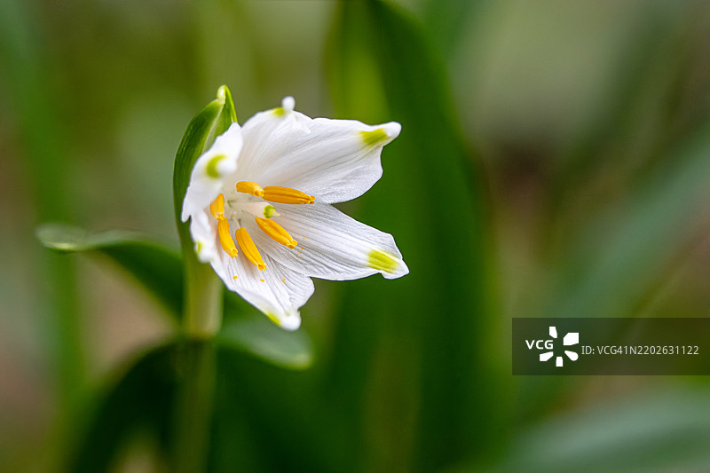 盛开的春季雪花图片素材