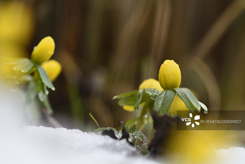 雪中的厄兰花图片素材