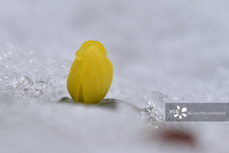 雪中的厄兰花图片素材
