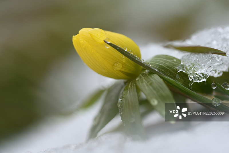 雪中的厄兰花图片素材