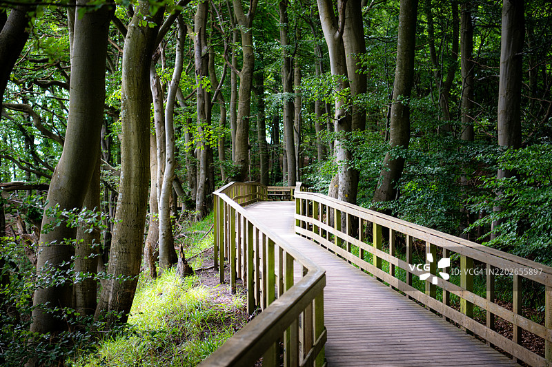 在门斯克林特的森林中漫步的木栈道图片素材