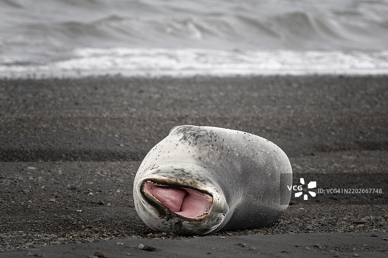 可爱的豹海豹在南极半岛的欺骗岛海滩上打哈欠的肖像图片素材