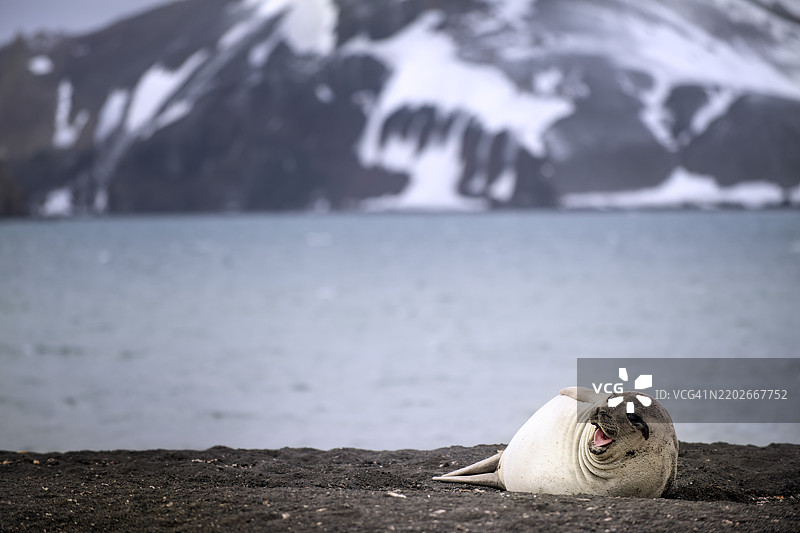 可爱的雌性海象在南极德塞普申岛的海滩上，背景是山脉。图片素材