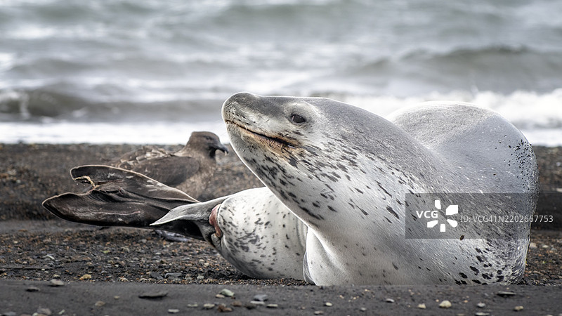 在南极德塞普申岛，海鸥在沙滩上打扰豹海豹。图片素材
