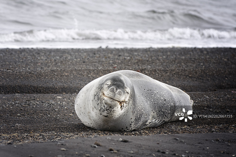 可爱的豹海豹在南极半岛的欺骗岛海滩上微笑的肖像图片素材