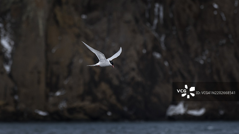 优雅的北极燕鸥在南极的欺骗岛上与玄武岩对峙捕鱼图片素材