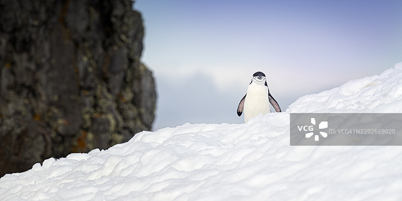 半月岛，南极洲，雪地与蓝天下的美丽带嘴企鹅风景图片素材