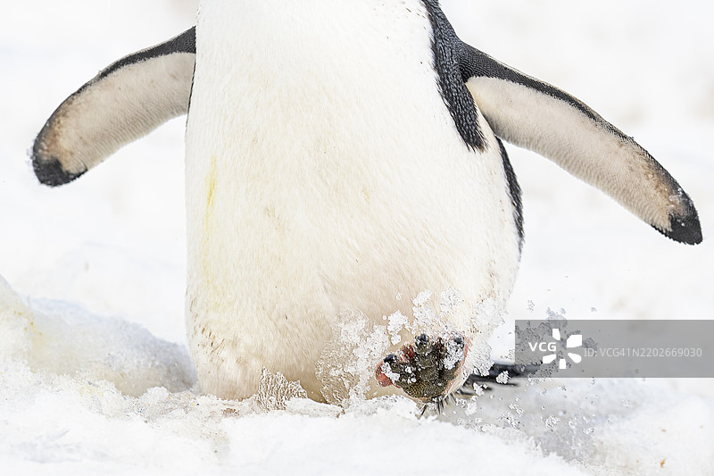 半月岛，南极洲，带下巴带企鹅的脚在雪地上行走的特写镜头图片素材
