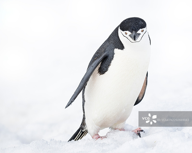 可爱的半月岛企鹅特写肖像，位于南极洲图片素材