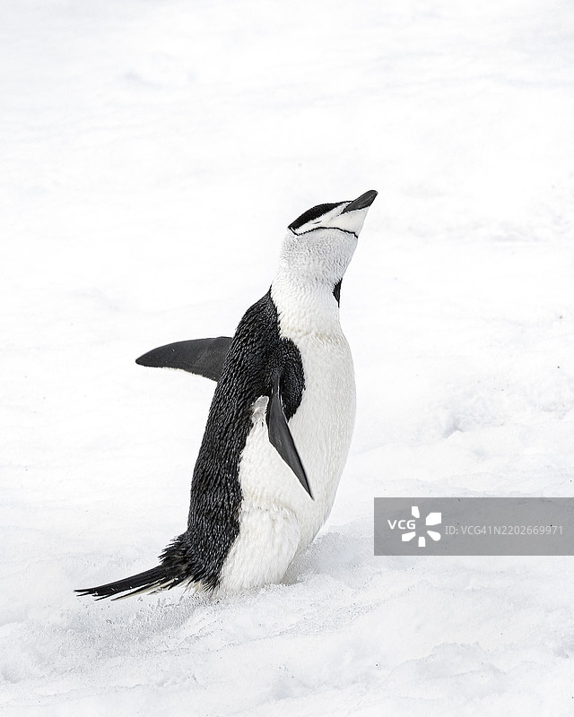 可爱的半月岛企鹅特写，摇动着鳍在南极洲。图片素材