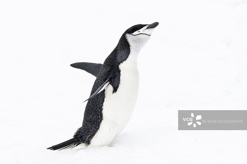 可爱的半月岛企鹅特写，摇动着鳍在南极洲。图片素材