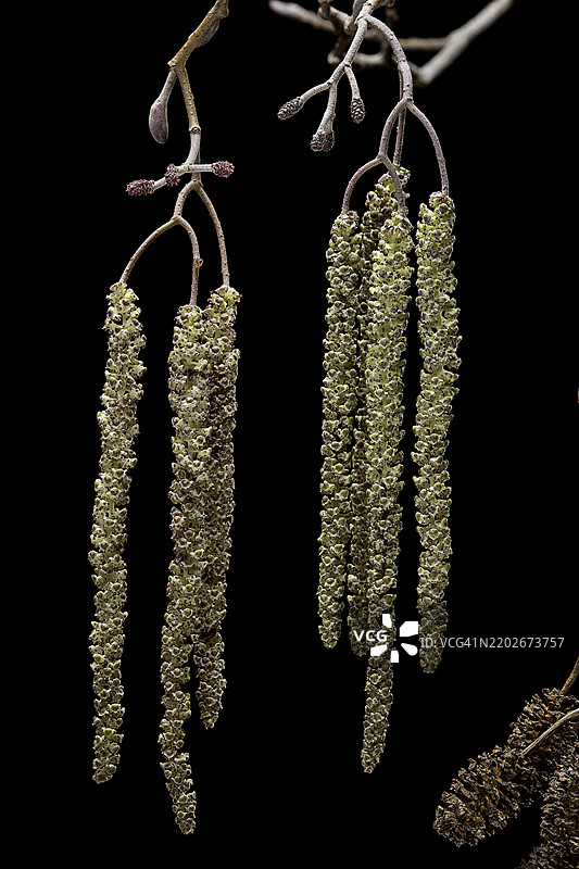黑桦（Alnus glutinosa）- 雄花序和雌花序图片素材