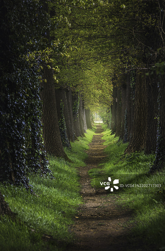 春天日出时的神奇森林小径和树木隧道图片素材