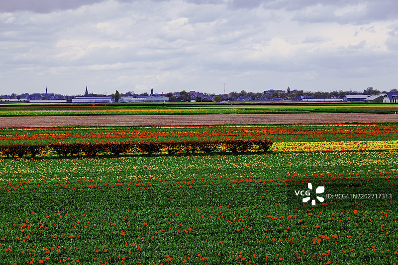 荷兰利瑟村庄天际线下盛开的广阔郁金香花田图片素材