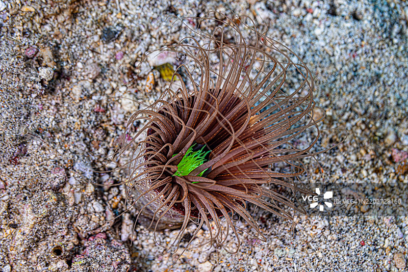管状海葵 Cerianthus filiformis，印度尼西亚伦贝海峡图片素材