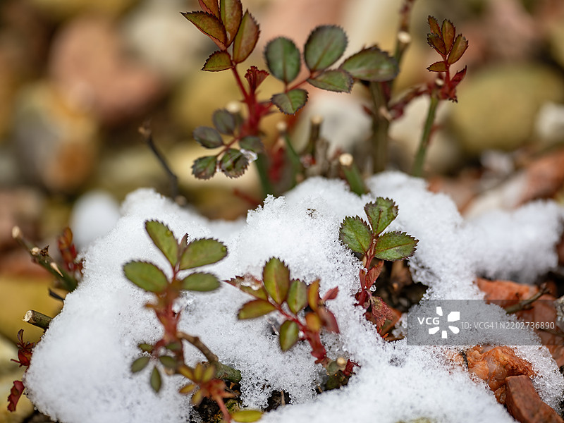 春天的玫瑰上的雪图片素材