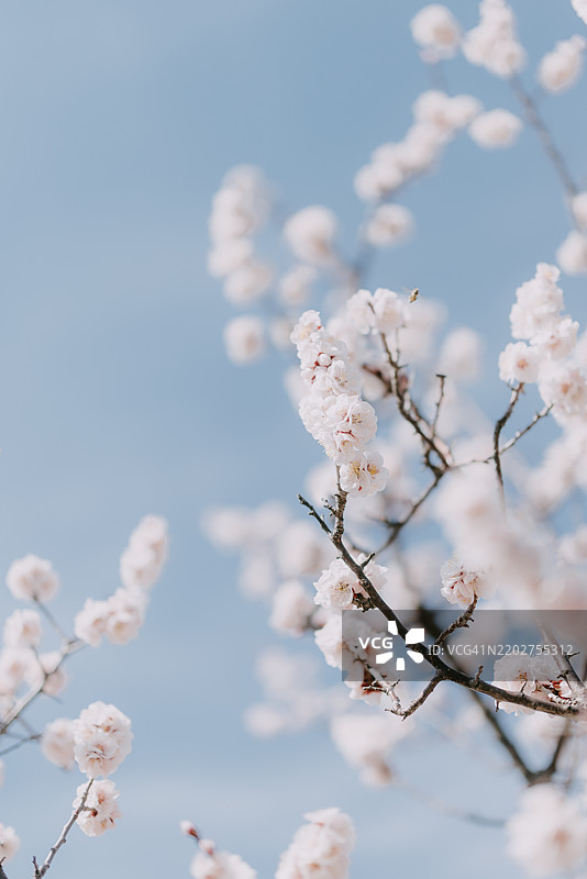 冬天的梅花图片素材