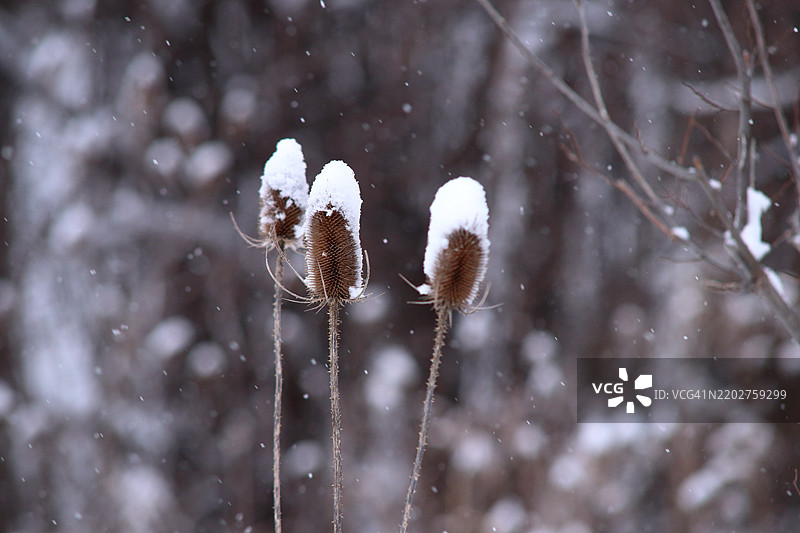 蓟上的雪帽图片素材