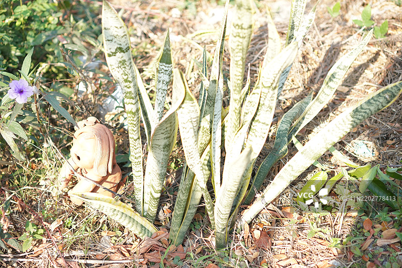 虎尾兰，蛇植物，圣乔治之剑，岳母舌图片素材