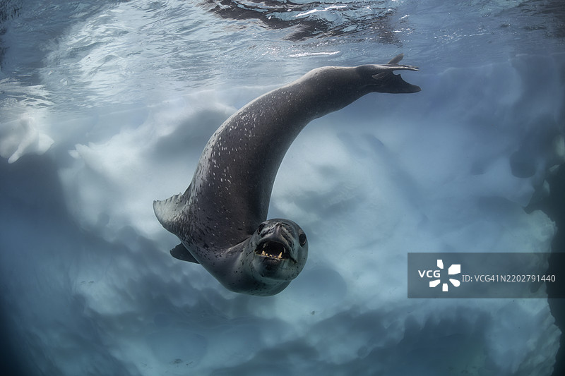 豹海豹在南极洛克罗伊港附近的冰山周围游泳。图片素材