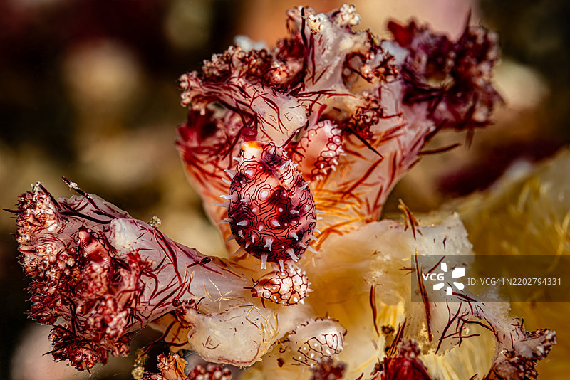 在印度尼西亚伦贝海，海葵属（Dendronephthya sp.）附近的海螺壳聚会图片素材