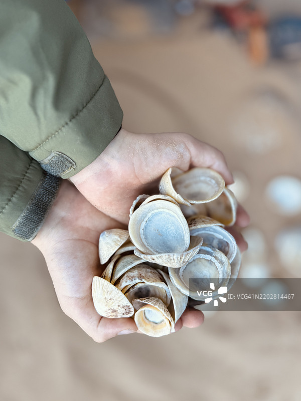 海螺壳（扁平形）图片素材