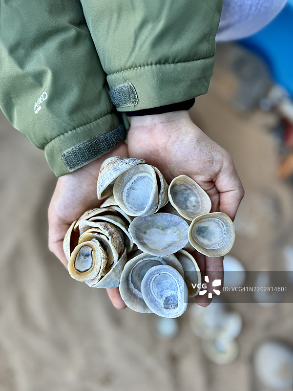 海螺壳（扁圆形）图片素材
