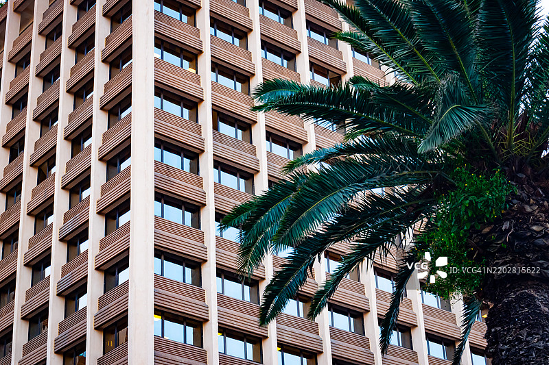 城市的倒影：棕榈树与玻璃相映图片素材