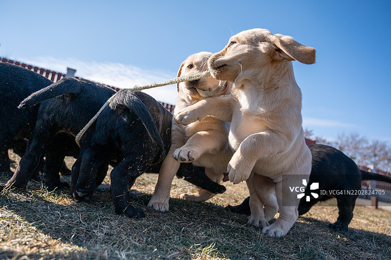 拉布拉多幼犬在后院玩耍图片素材
