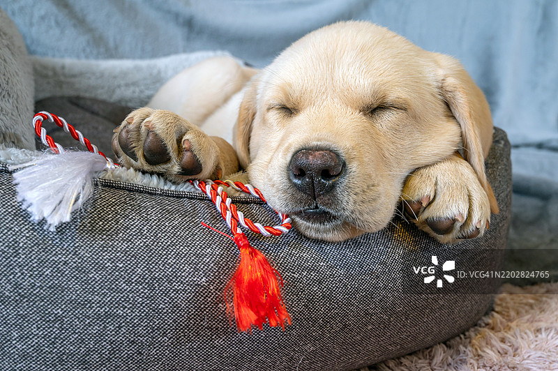 拉布拉多小狗在睡觉图片素材