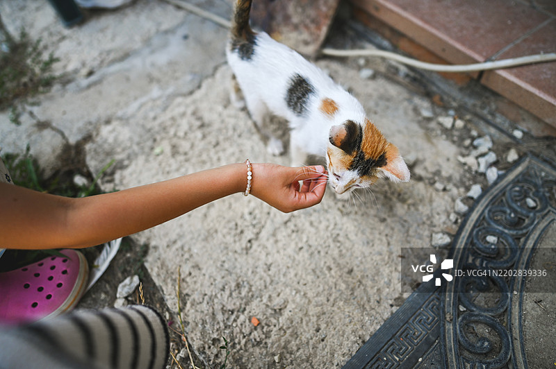 孩子在抚摸三花猫小猫。图片素材