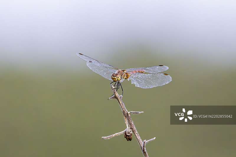 黄翅蜻蜓图片素材
