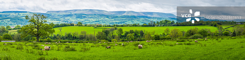 威尔士全景，羊群在黑山下的绿草地上吃草图片素材