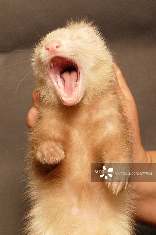 工作室里的小獾图片素材