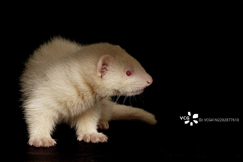 工作室里的小獾图片素材