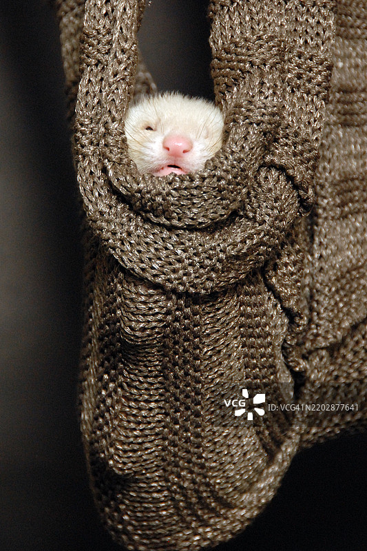 工作室里的小獾图片素材