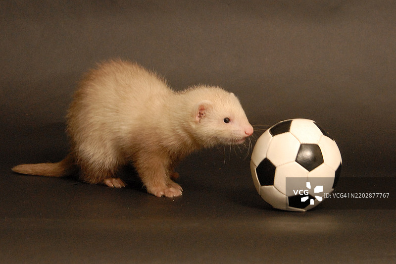 工作室里的小雪貂图片素材