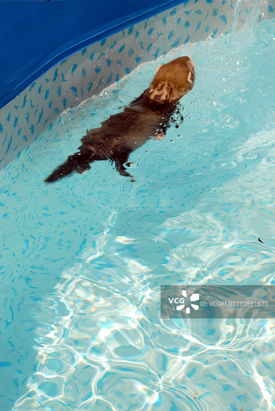 小獾鼠宝宝在游泳图片素材